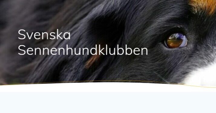 🌟Kommunikationskommittén moderniserar och utvecklar klubbens kommunikationskanaler🌟